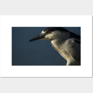 Black-Crowned Night Heron Posters and Art